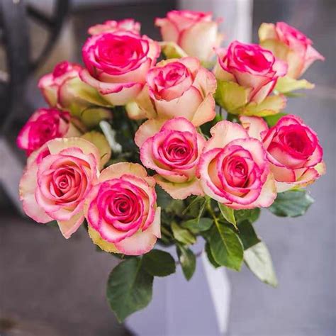 格檔 陽台可以種玫瑰花嗎